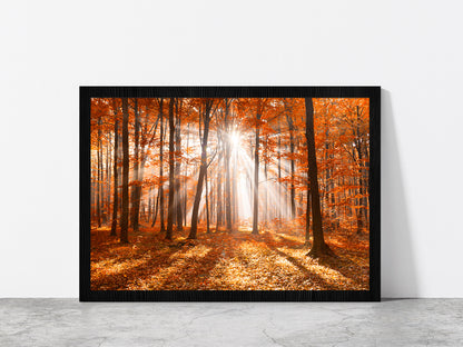 Morning In The Autumn Forest Glass Framed Wall Art, Ready to Hang Quality Print Without White Border Black