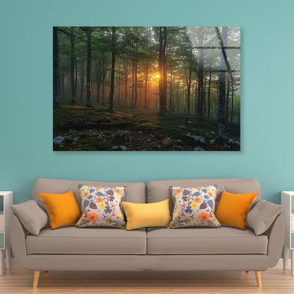 Morning in the Forest Acrylic Glass Print Tempered Glass Wall Art 100% Made in Australia Ready to Hang