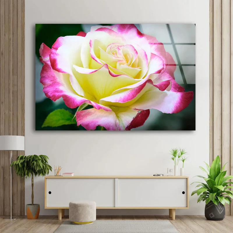 White Pink Rose Flower UV Direct Aluminum Print Australian Made Quality