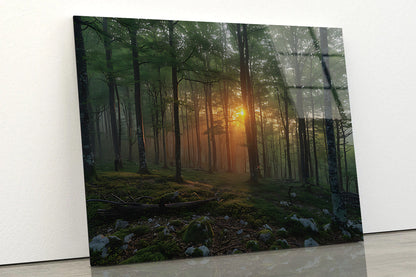 Morning in the Forest Acrylic Glass Print Tempered Glass Wall Art 100% Made in Australia Ready to Hang