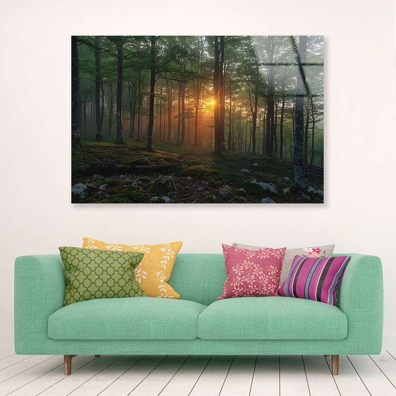 Morning in the Forest Acrylic Glass Print Tempered Glass Wall Art 100% Made in Australia Ready to Hang