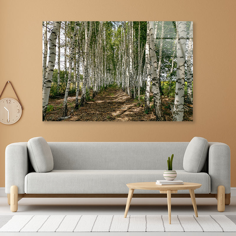 A Dirt Path Winding Through a Forest Acrylic Glass Print Tempered Glass Wall Art 100% Made in Australia Ready to Hang