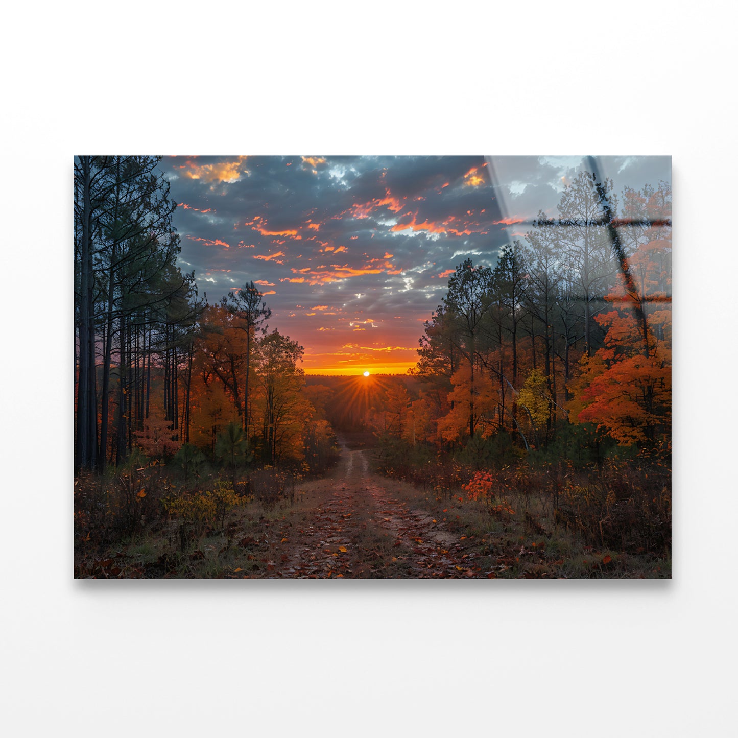 Sunrise in the Forest View Acrylic Glass Print Tempered Glass Wall Art 100% Made in Australia Ready to Hang