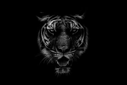 Black & White Beautiful Tiger on Black Wall Art Decor 100% Australian Made