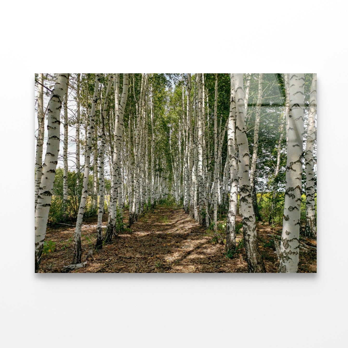 A Dirt Path Winding Through a Forest Acrylic Glass Print Tempered Glass Wall Art 100% Made in Australia Ready to Hang