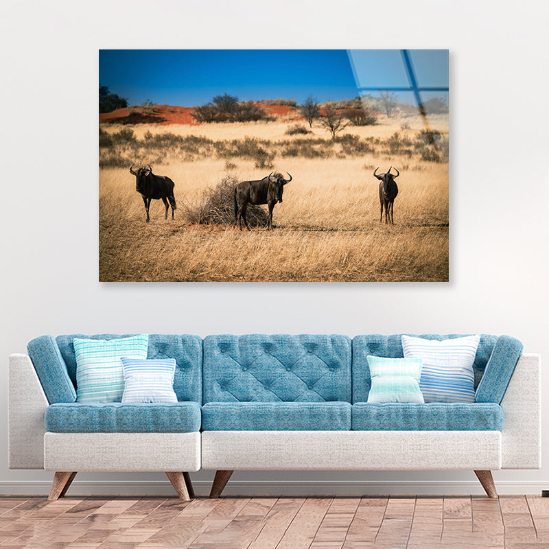 A Group of Mammals Standing In a Field in Namibia Acrylic Glass Print Tempered Glass Wall Art 100% Made in Australia Ready to Hang