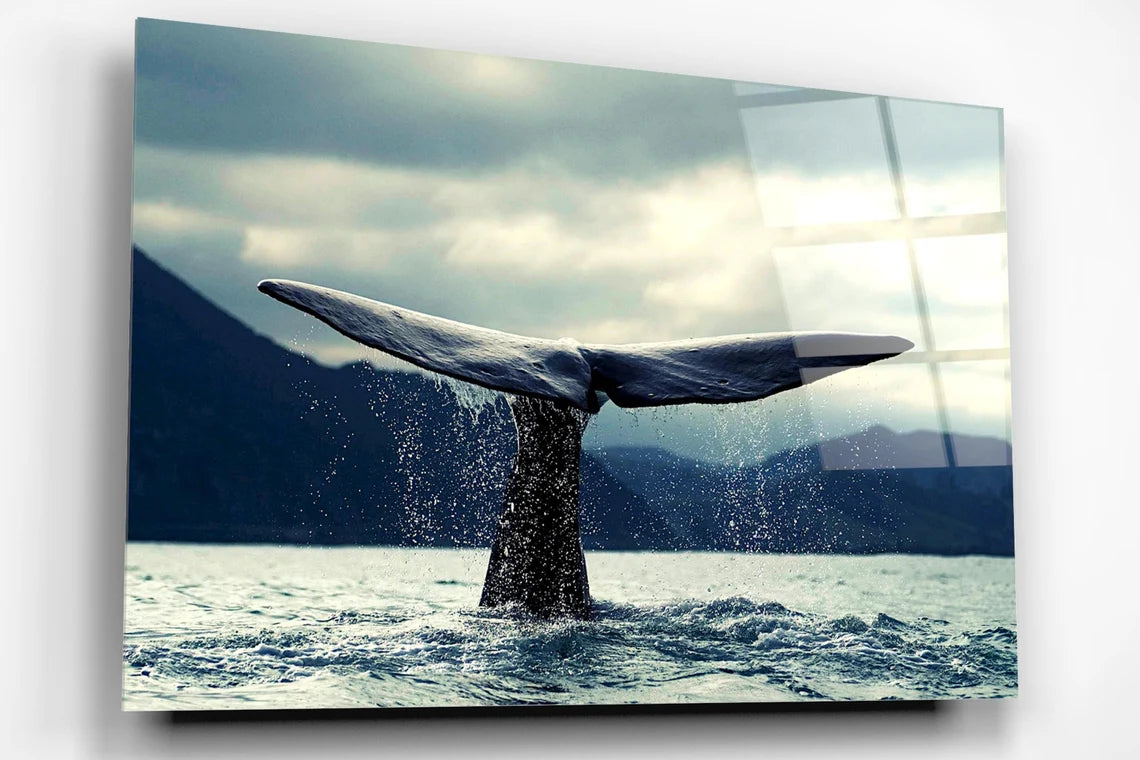 Whale Tailfin Acrylic Glass Print Tempered Glass Wall Art 100% Made in Australia Ready to Hang