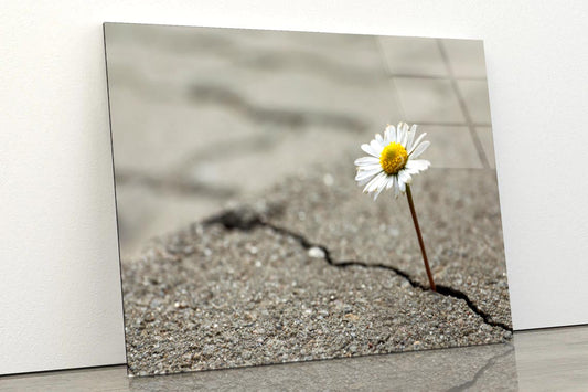 Beautiful Flower Growing Out of Crack in Asphalt Acrylic Glass Print Tempered Glass Wall Art 100% Made in Australia Ready to Hang