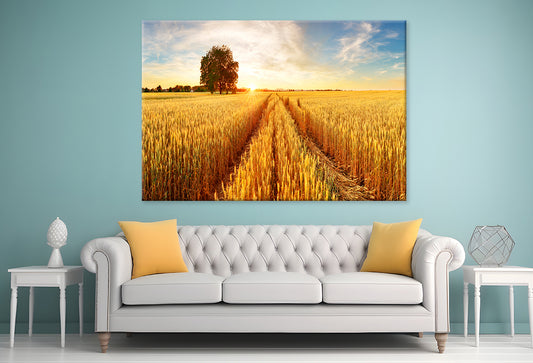 Gold Wheat Field at Sunset  Wall Art Decor 100% Australian Made