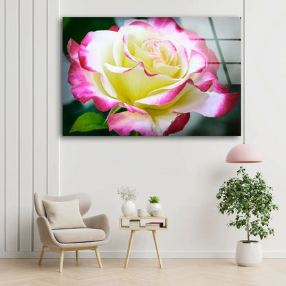 White Pink Rose Flower UV Direct Aluminum Print Australian Made Quality