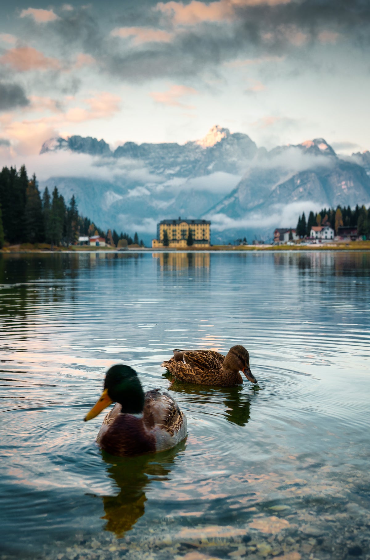 Mallard Ducks Alpine Lake 40x60cm Metal Print Ready to Hang