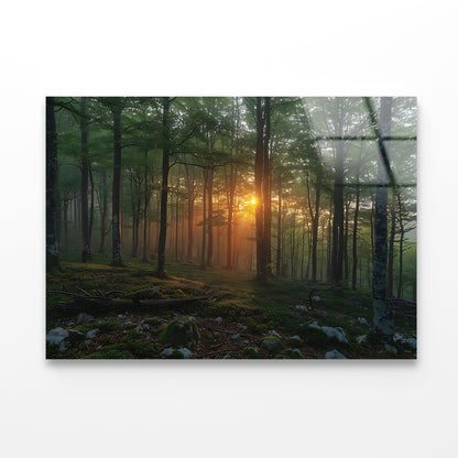 Morning in the Forest Acrylic Glass Print Tempered Glass Wall Art 100% Made in Australia Ready to Hang