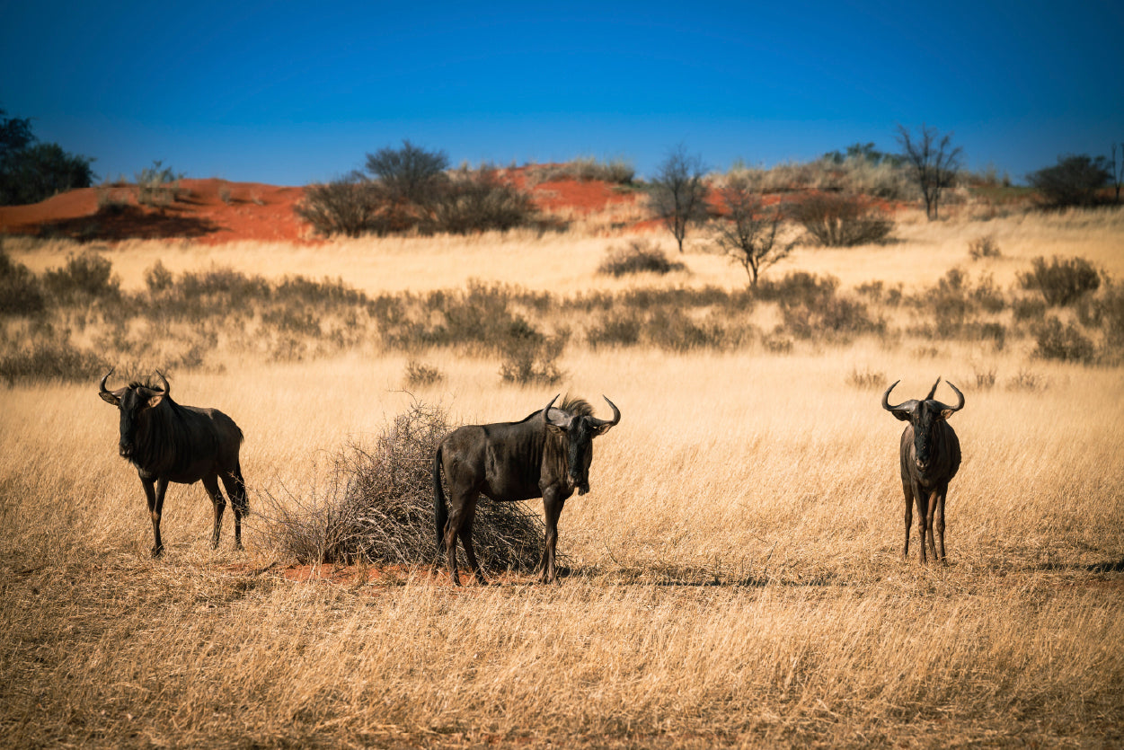 A Group of Mammals Standing In a Field in Namibia Print 100% Australian Made