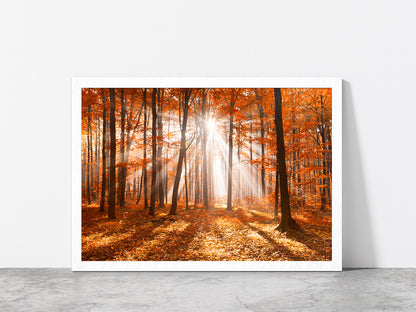 Morning In The Autumn Forest Glass Framed Wall Art, Ready to Hang Quality Print Without White Border White