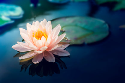 Pink Flower Floating on Top of a Pond Acrylic Glass Print Tempered Glass Wall Art 100% Made in Australia Ready to Hang