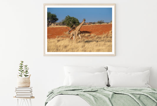 Giraffe Walking In a Field with the Sky in Namibia Home Decor Premium Quality Poster Print Choose Your Sizes