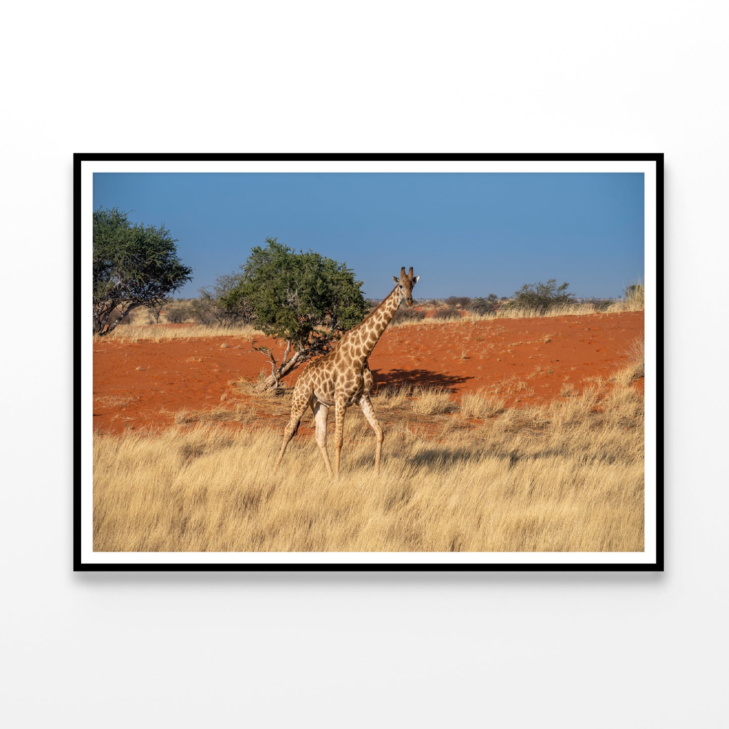 Giraffe Walking In a Field with the Sky in Namibia Home Decor Premium Quality Poster Print Choose Your Sizes