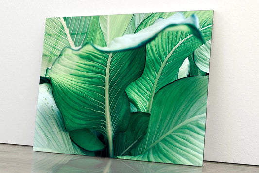 Bunch Of Leaves That Are Purple and Green Acrylic Glass Print Tempered Glass Wall Art 100% Made in Australia Ready to Hang