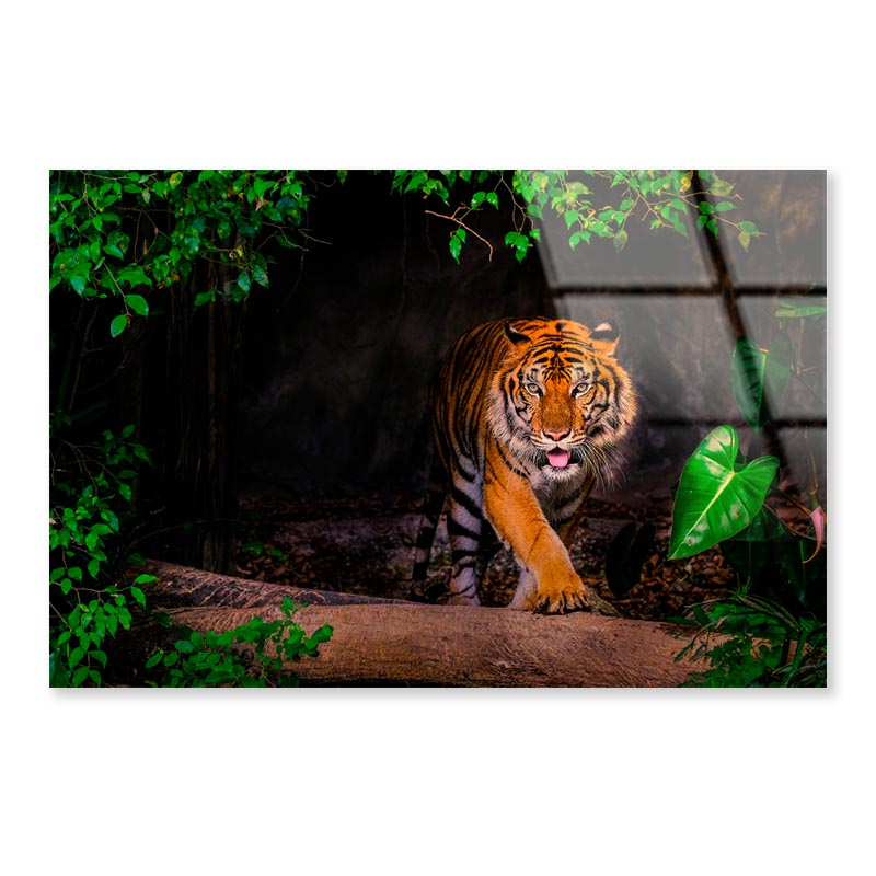 The Siberian Tiger & Forest View Acrylic Glass Print Tempered Glass Wall Art 100% Made in Australia Ready to Hang