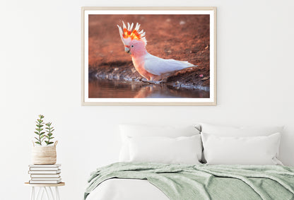 Orange Cockatoo Bird Near Water Home Decor Premium Quality Poster Print Choose Your Sizes