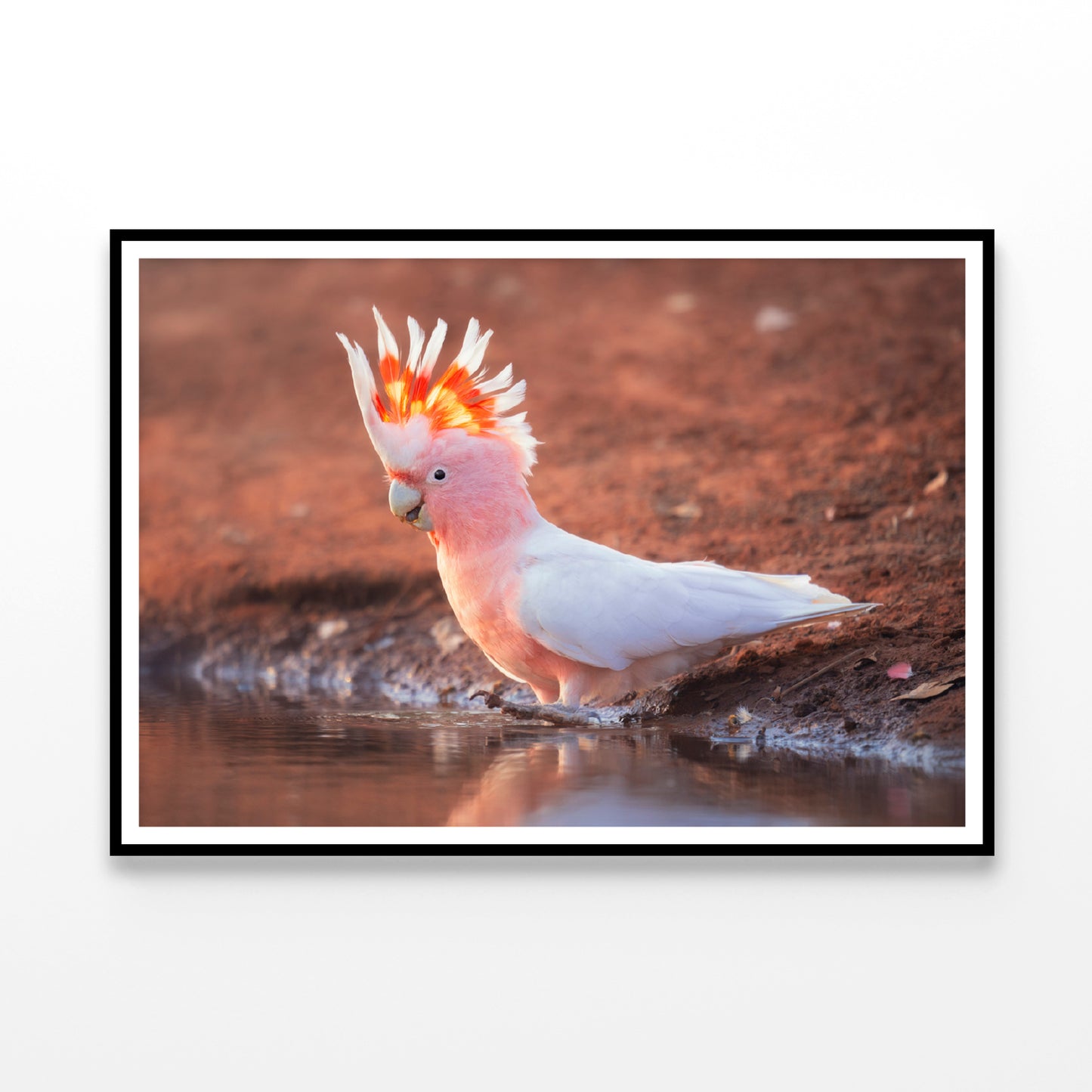 Orange Cockatoo Bird Near Water Home Decor Premium Quality Poster Print Choose Your Sizes