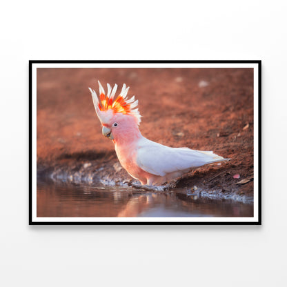 Orange Cockatoo Bird Near Water Home Decor Premium Quality Poster Print Choose Your Sizes