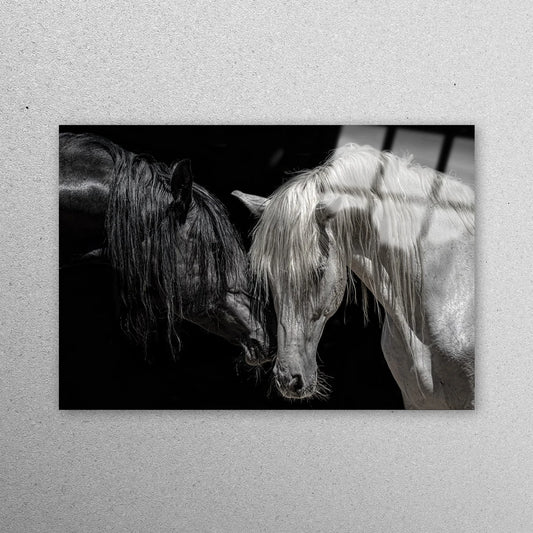 Black And White Horse Acrylic Glass Print Tempered Glass Wall Art 100% Made in Australia Ready to Hang