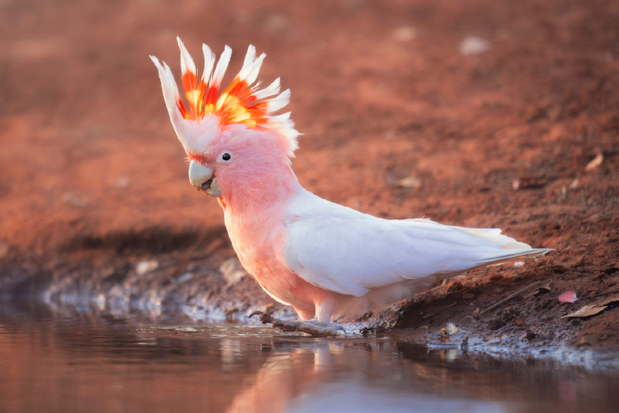 Orange Cockatoo Bird Near Water Home Decor Premium Quality Poster Print Choose Your Sizes