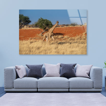 Giraffe Walking In a Field with the Sky in Namibia Acrylic Glass Print Tempered Glass Wall Art 100% Made in Australia Ready to Hang