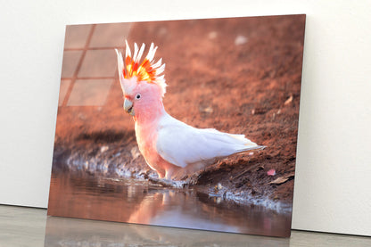 Orange Cockatoo Bird Near Water Acrylic Glass Print Tempered Glass Wall Art 100% Made in Australia Ready to Hang