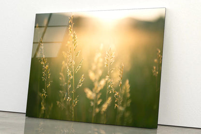 Green Grass in Summer Forest at Sunset  Acrylic Glass Print Tempered Glass Wall Art 100% Made in Australia Ready to Hang