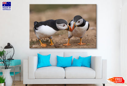 Atlantic Puffin Cliffs of Skomer Island Wall Art Decor 100% Australian Made