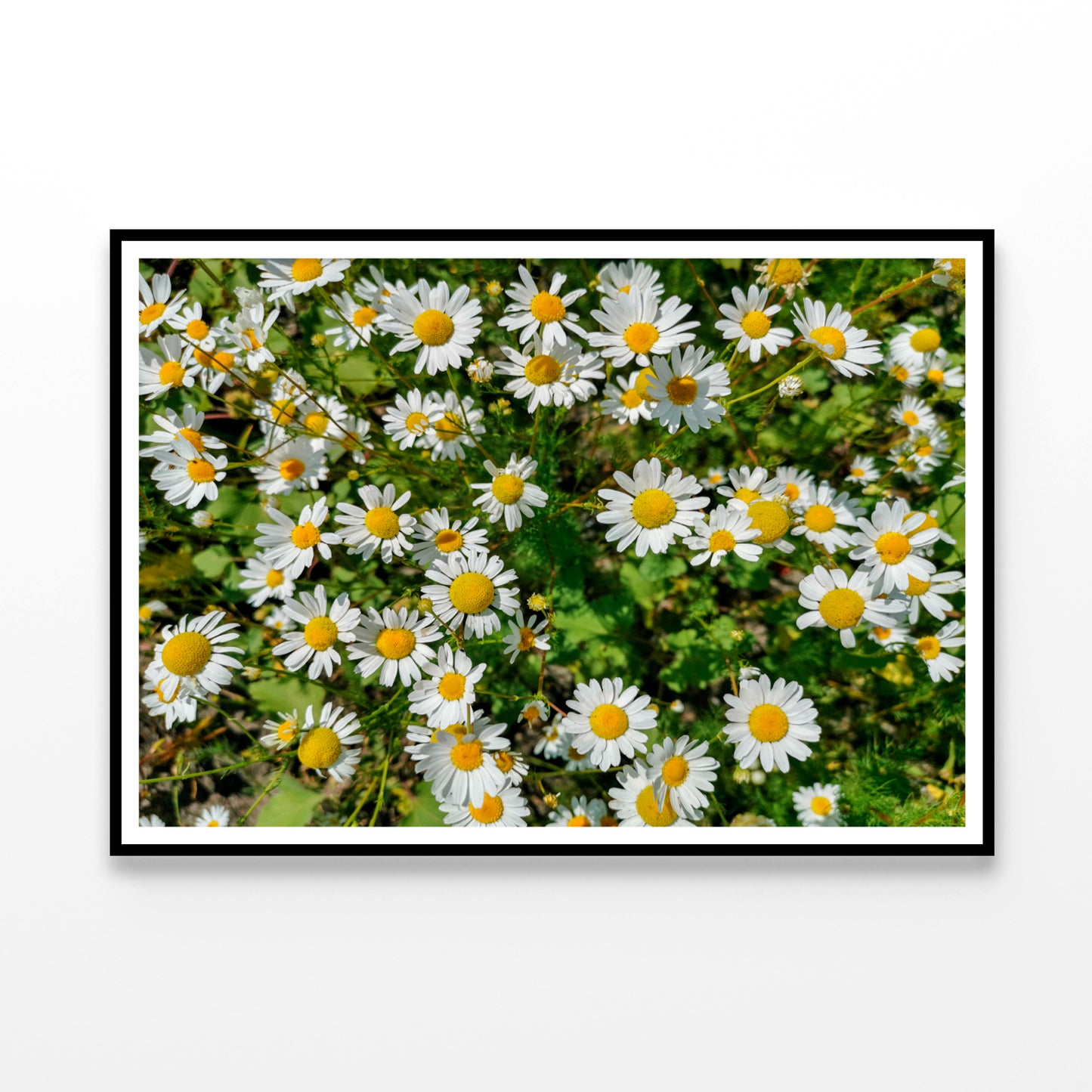 White Daisies Flowers Plants in Bloom Home Decor Premium Quality Poster Print Choose Your Sizes