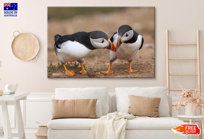 Atlantic Puffin Cliffs of Skomer Island Wall Art Decor 100% Australian Made