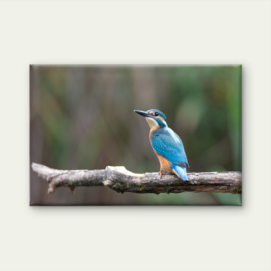 Common kingfisher perched on a branch in Sri Lanka Wall Art Decor 100% Australian Made