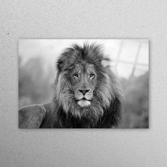 Lion Photo Wildlife Acrylic Glass Print Tempered Glass Wall Art 100% Made in Australia Ready to Hang