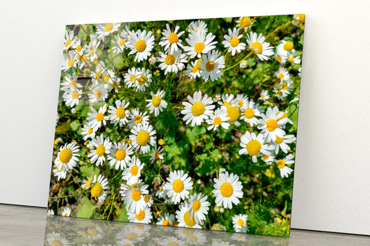 White Daisies Flowers Plants in Bloom Acrylic Glass Print Tempered Glass Wall Art 100% Made in Australia Ready to Hang