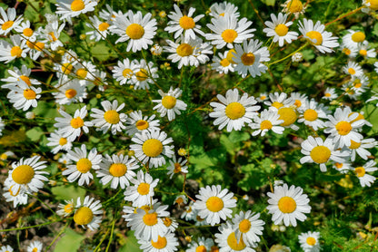 White Daisies Flowers Plants in Bloom Home Decor Premium Quality Poster Print Choose Your Sizes