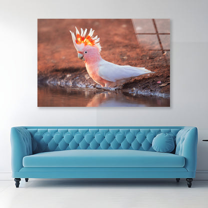 Orange Cockatoo Bird Near Water Acrylic Glass Print Tempered Glass Wall Art 100% Made in Australia Ready to Hang