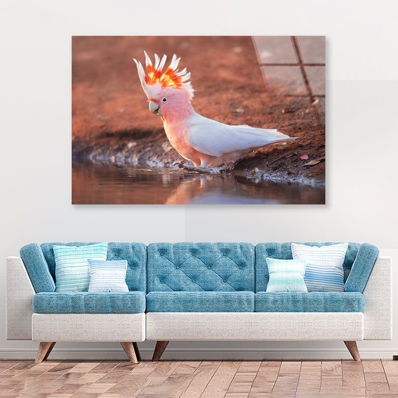 Orange Cockatoo Bird Near Water Acrylic Glass Print Tempered Glass Wall Art 100% Made in Australia Ready to Hang