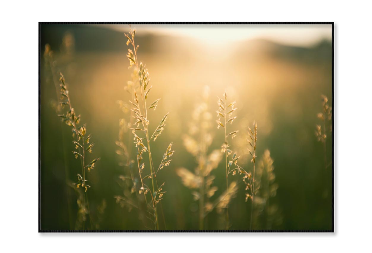 Green Grass in Summer Forest at Sunset Home Decor Premium Quality Poster Print Choose Your Sizes