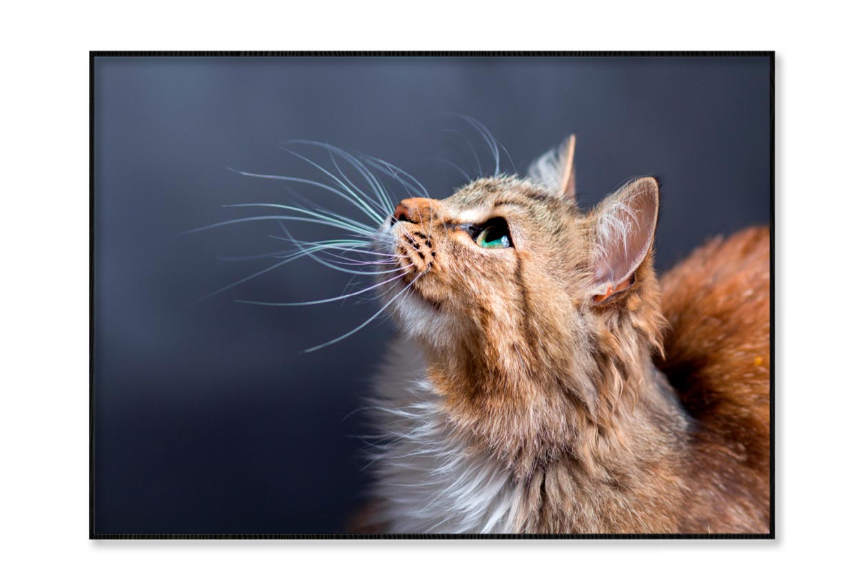 Cat With a Long Whisk on Its Face Home Decor Premium Quality Poster Print Choose Your Sizes