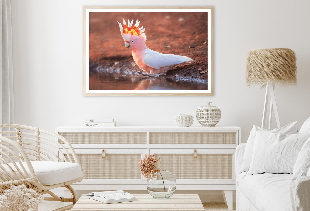 Orange Cockatoo Bird Near Water Home Decor Premium Quality Poster Print Choose Your Sizes