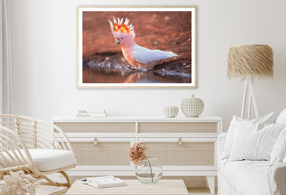 Orange Cockatoo Bird Near Water Home Decor Premium Quality Poster Print Choose Your Sizes