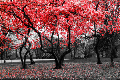 Red Flower Tree Black and White Forest Wall Art Decor 100% Australian Made