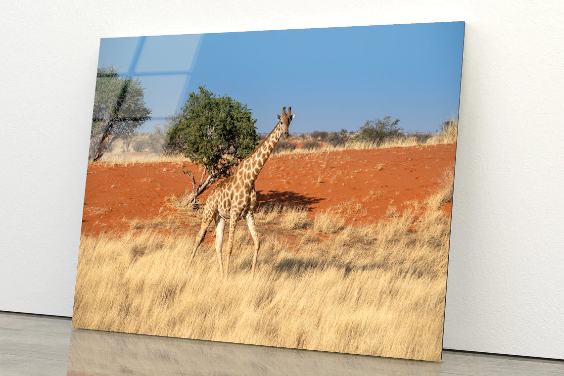 Giraffe Walking In a Field with the Sky in Namibia Acrylic Glass Print Tempered Glass Wall Art 100% Made in Australia Ready to Hang