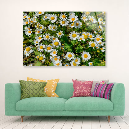 White Daisies Flowers Plants in Bloom Acrylic Glass Print Tempered Glass Wall Art 100% Made in Australia Ready to Hang