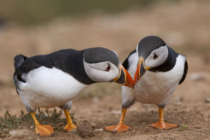 Atlantic Puffin Cliffs of Skomer Island Acrylic Glass Print Tempered Glass Wall Art 100% Made in Australia Ready to Hang