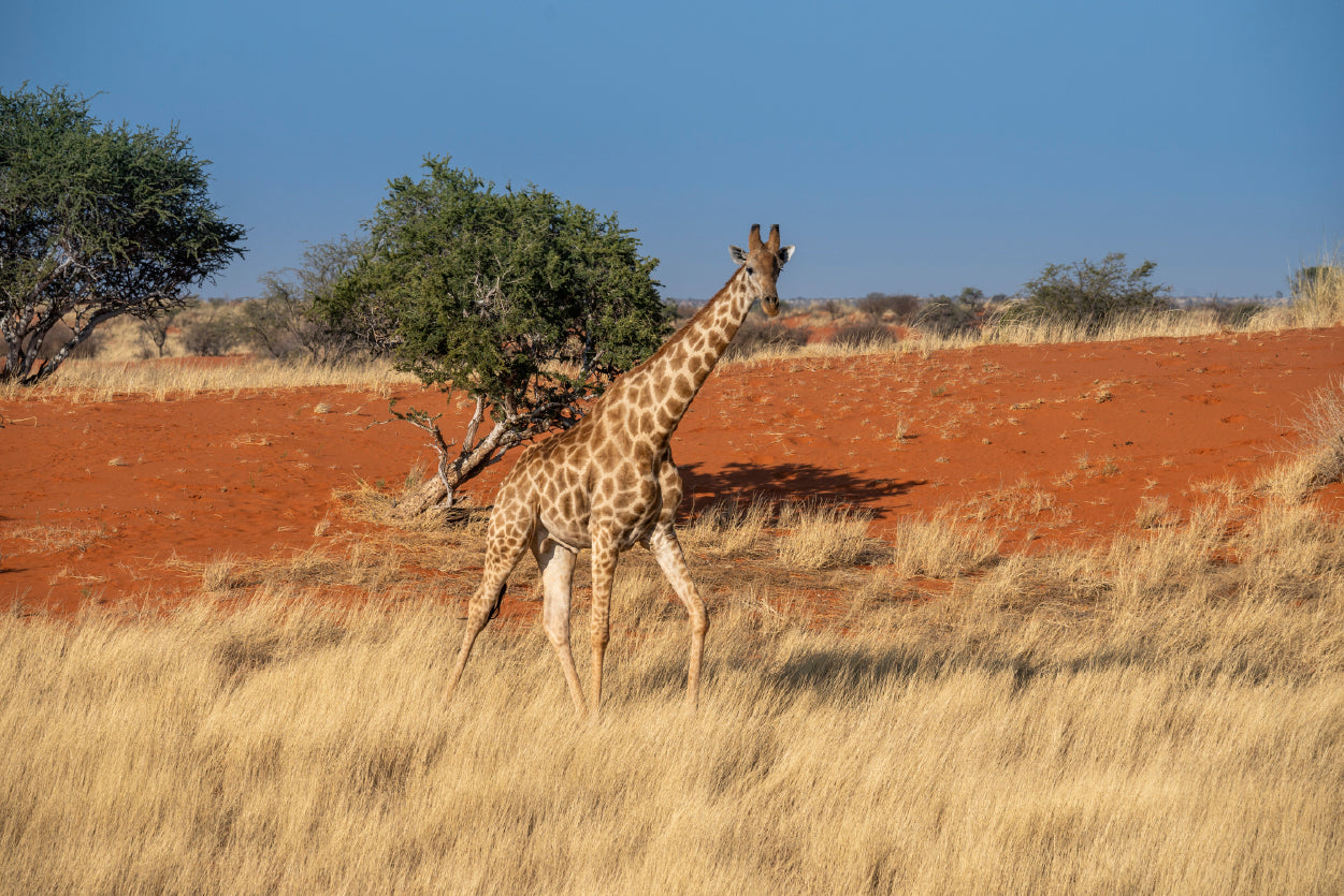 Giraffe Walking In a Field with the Sky in Namibia Home Decor Premium Quality Poster Print Choose Your Sizes