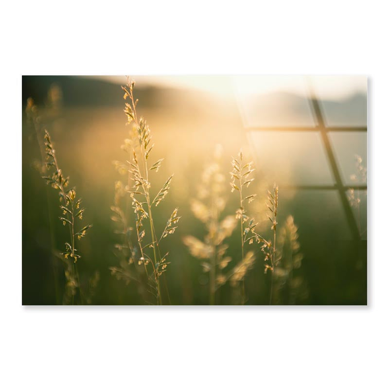 Green Grass in Summer Forest at Sunset  Acrylic Glass Print Tempered Glass Wall Art 100% Made in Australia Ready to Hang